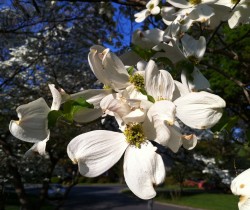 How to sell your home in the spring - dogwoods