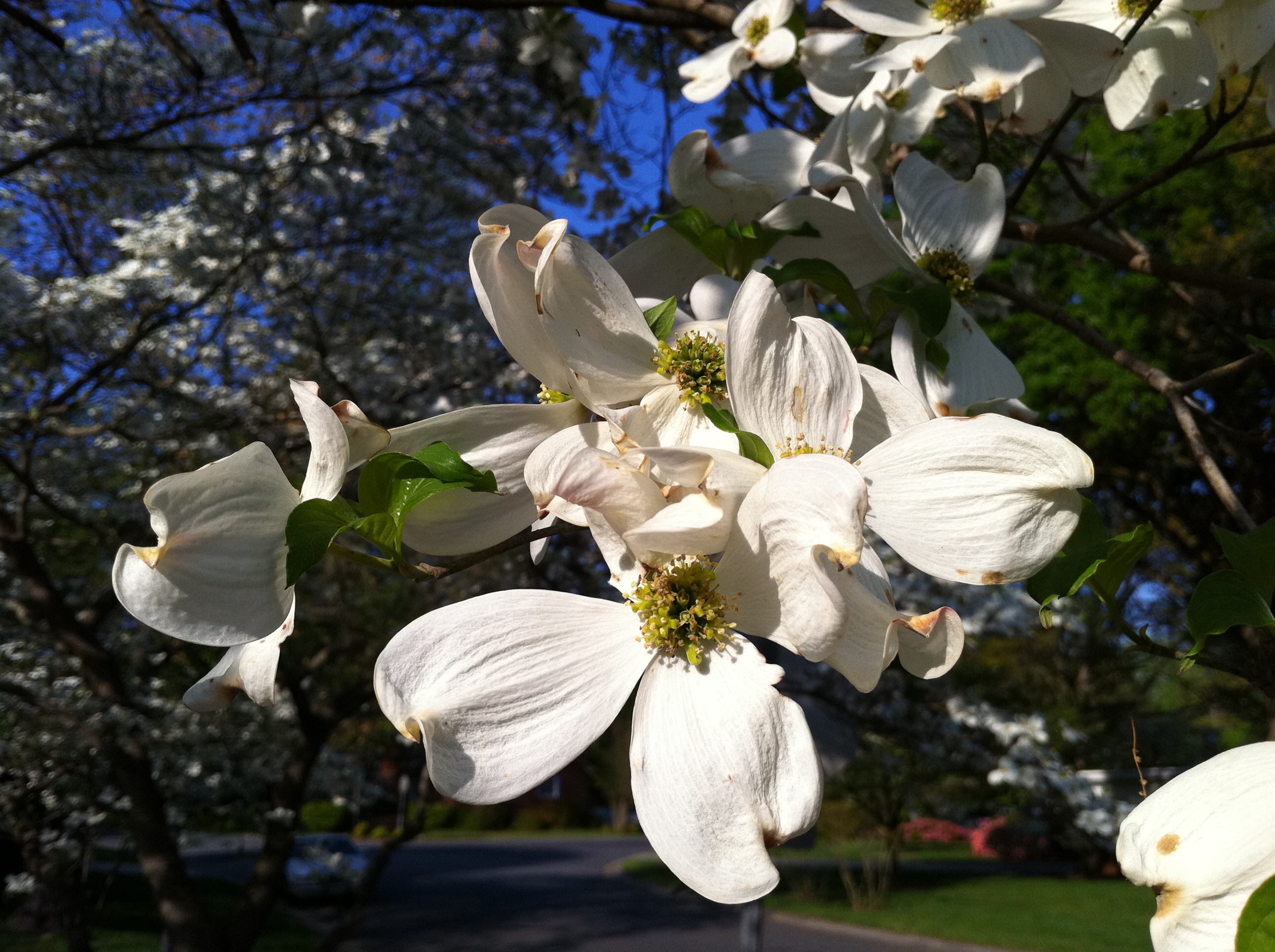 How to sell your home in the spring - dogwoods